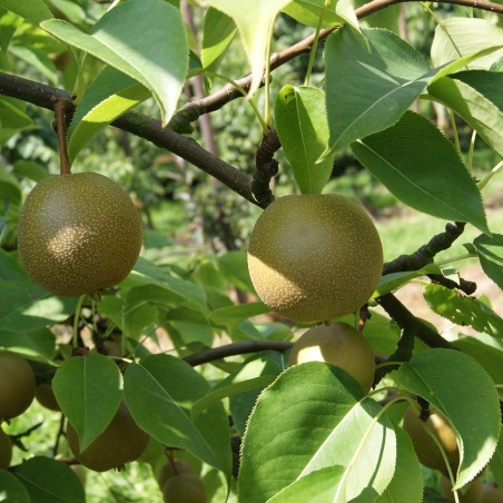 Poire_Nashi (https://creativecommons.org/licenses/by-sa/3.0/legalcode.fr)