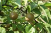 Nashi pear