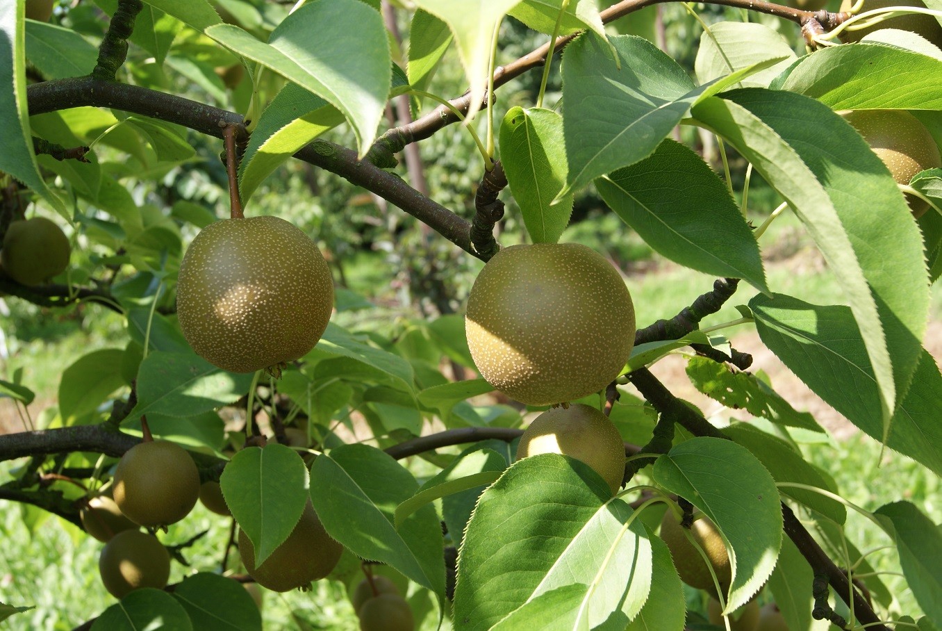 Nashi fruit tree