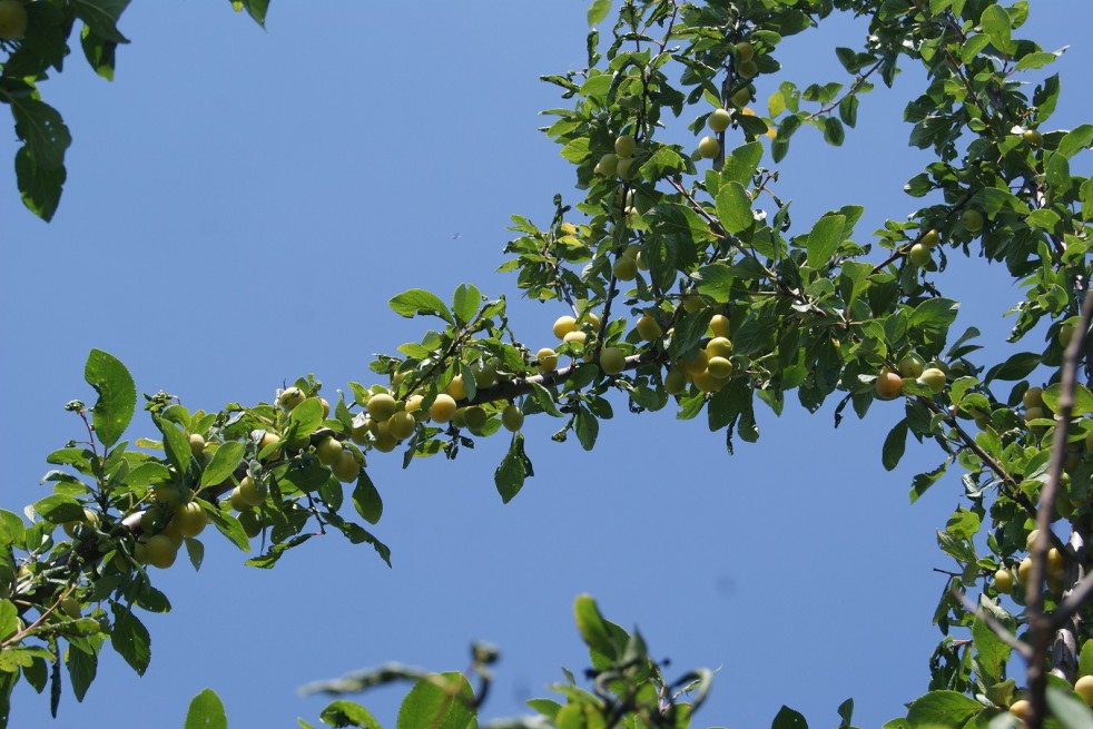 Mirabelle de Nancy Plum tree