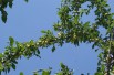Mirabelle de Nancy Plum tree
