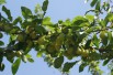 Mirabelle de Nancy Plum tree