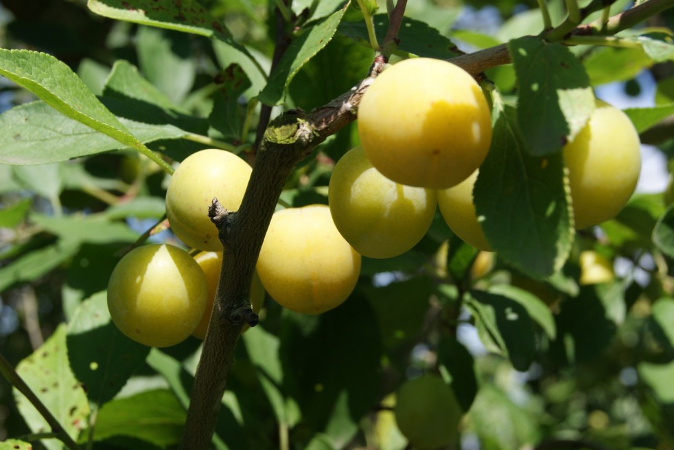 Mirabelle de Nancy Plum tree