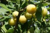 Mirabelle de Nancy Plum tree
