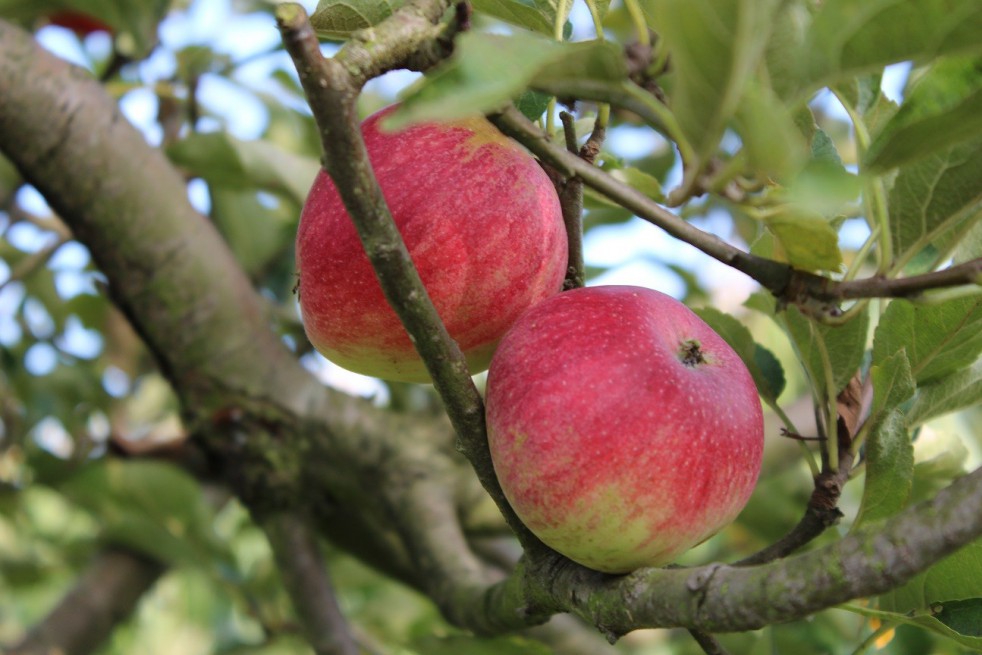 Pommier Braeburn