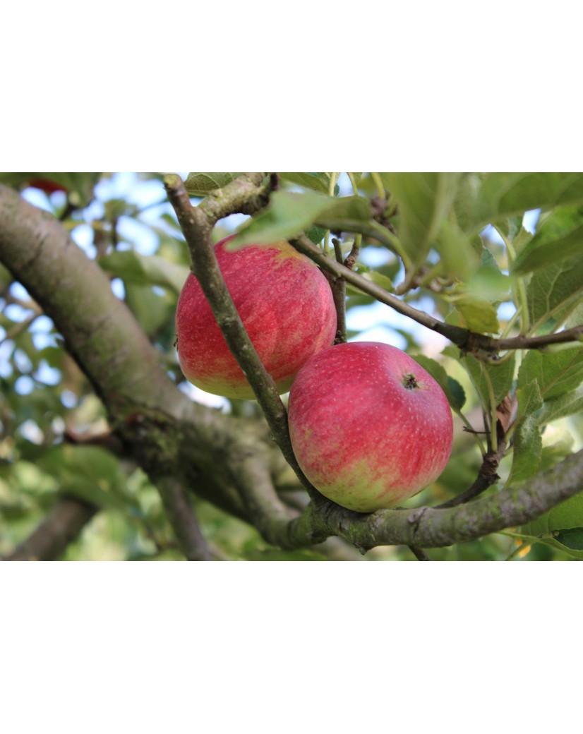 Braeburn apple tree Malus Domestica Braeburn