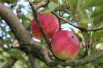 Pommier Braeburn
