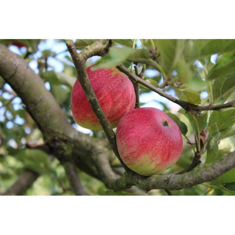 Braeburn apple tree Malus Domestica Braeburn