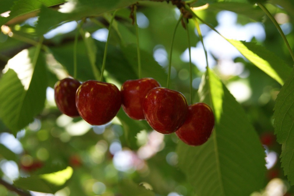 Cherry tree Bigarreau Lapin