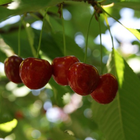Cherry tree Bigarreau Lapin