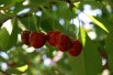 Cherry tree Bigarreau Lapin
