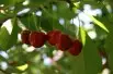 Cherry tree Bigarreau Lapin