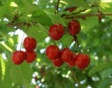 Cherry tree Bigarreau Lapin