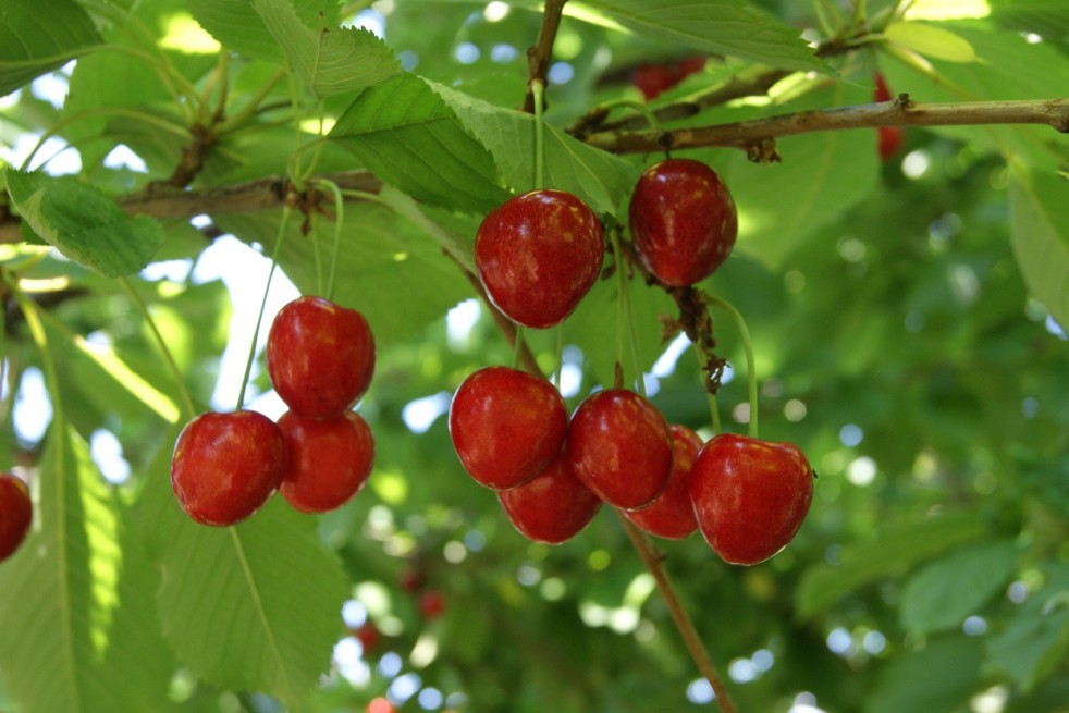 Cherry tree Bigarreau Lapin