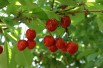 Cherry tree Bigarreau Lapin