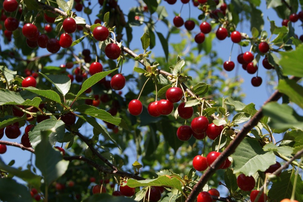 Cherry tree Bigarreau Lapin