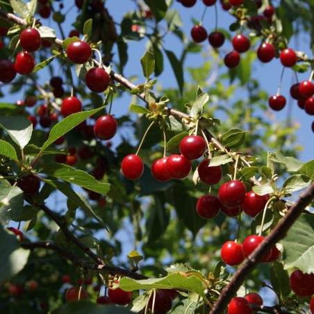 Cherry tree Bigarreau Lapin