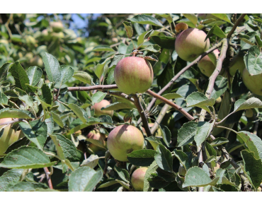 Pommier Elstar