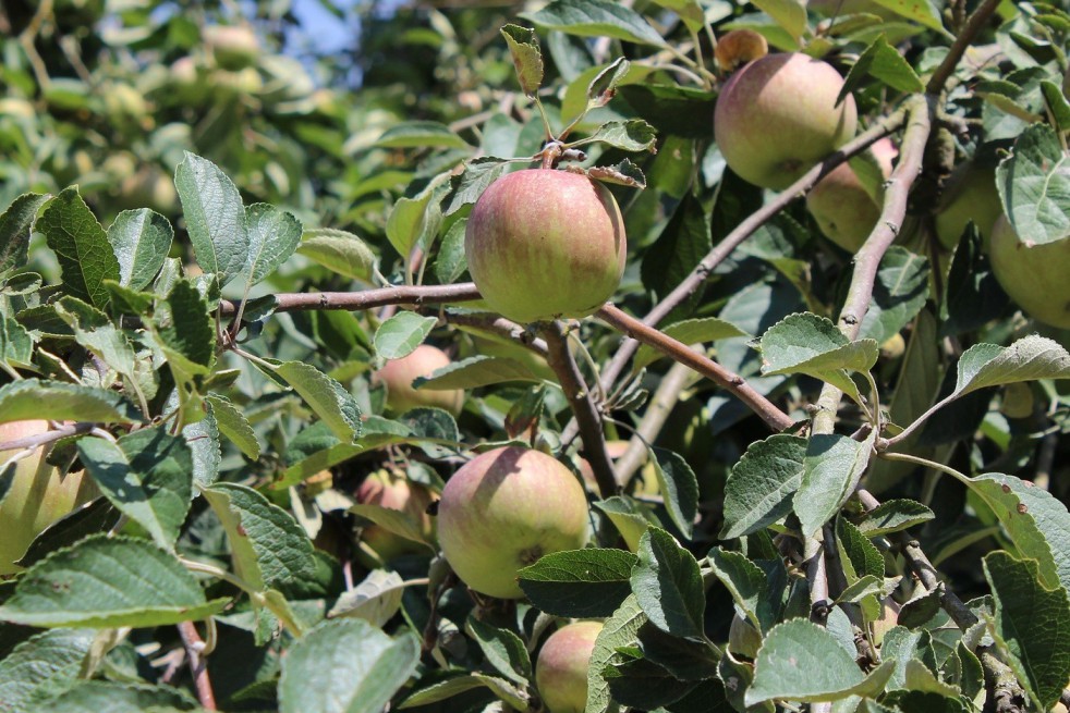 Elstar apple tree
