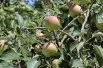 Pommier Elstar
