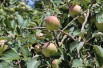 Elstar appelboom