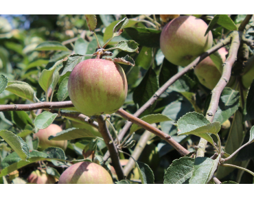 Pommier Elstar