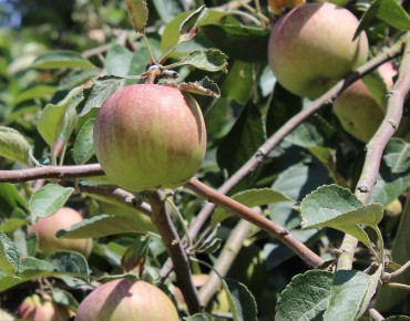 Elstar apple tree