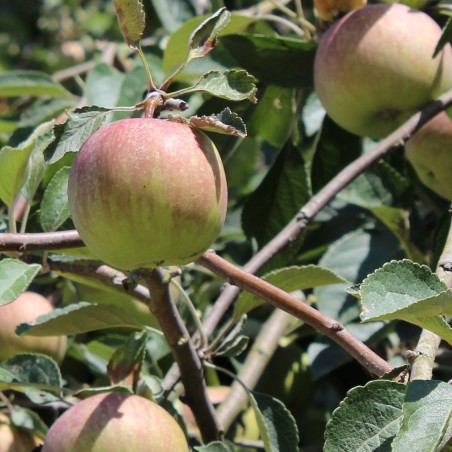 Pommier Elstar