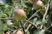 Pommier Elstar
