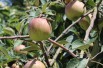 Elstar appelboom