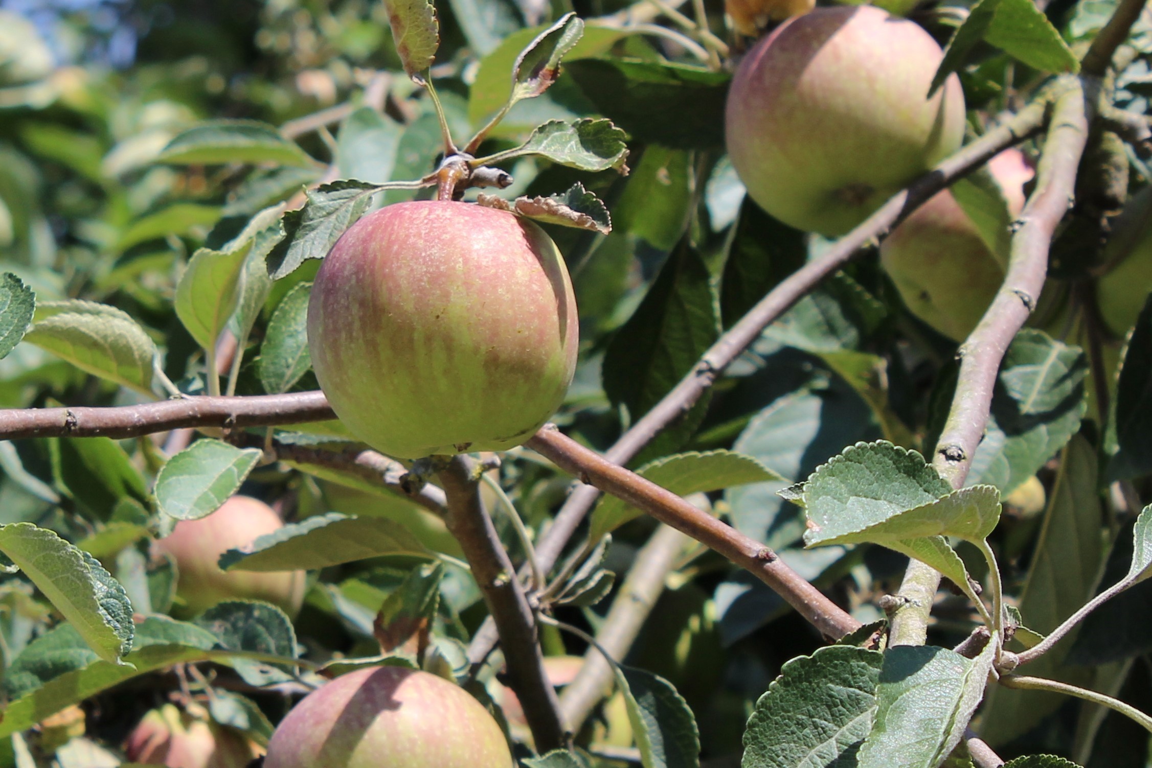 Elstar apple tree