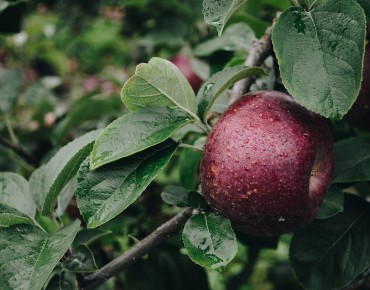 Red Devil apple tree