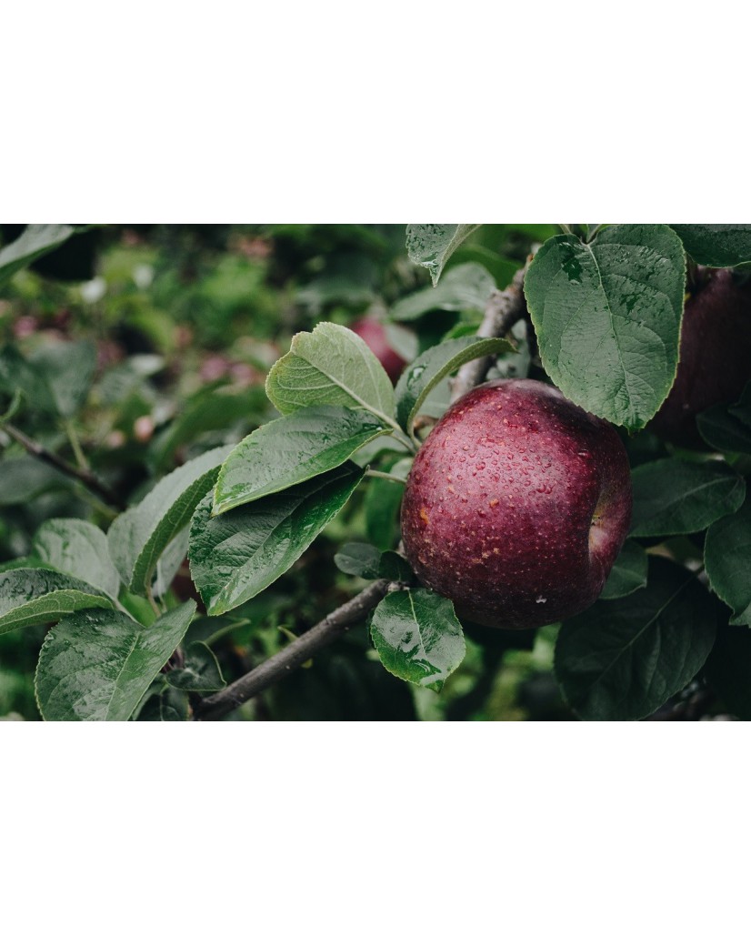 Braeburn apple tree - Malus Domestica Braeburn