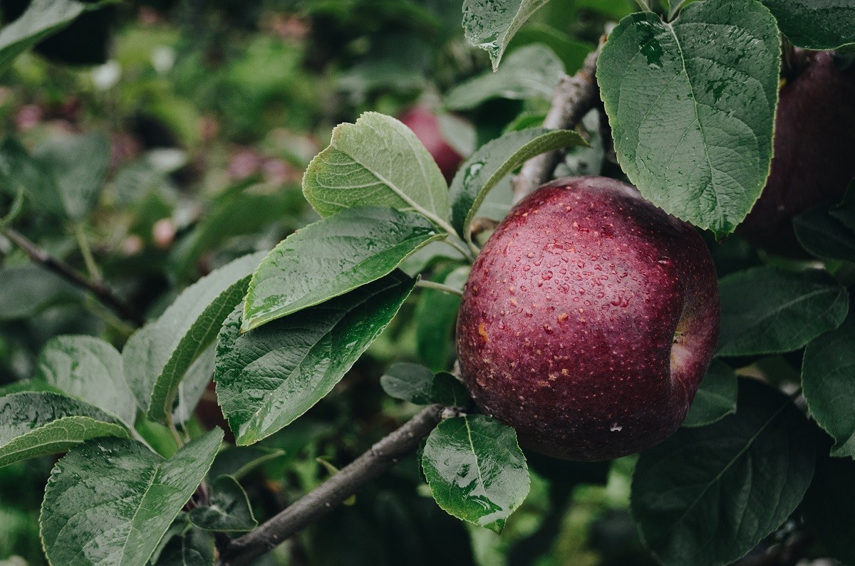 Red Devil apple tree