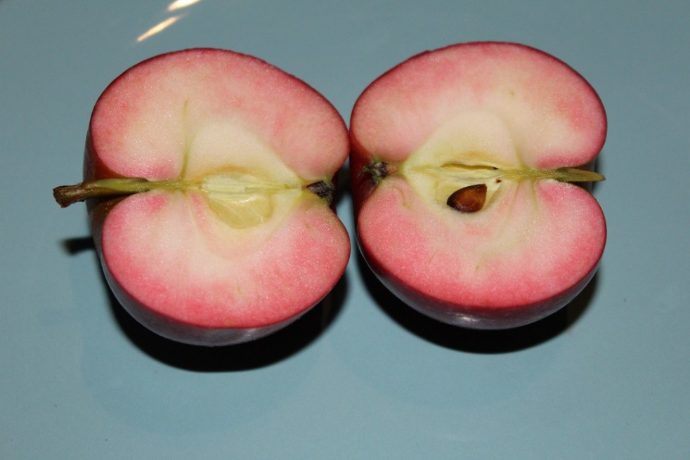 Pommier Red Devil Pommier Red Devil