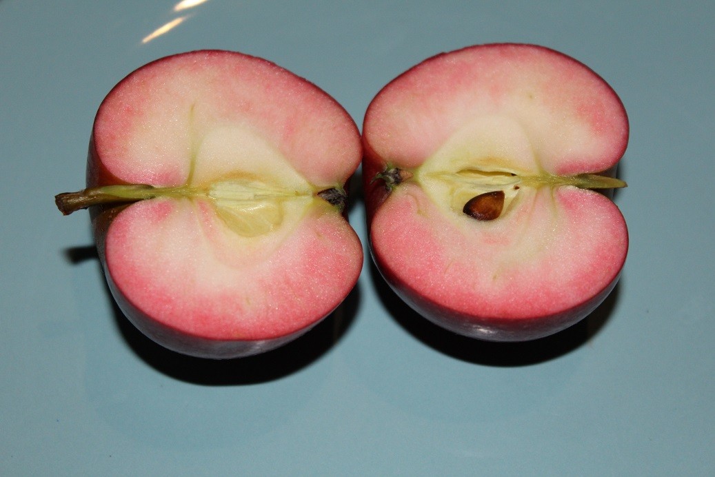 Pommier Red Devil