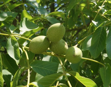 Walnut Franquette with large fruits