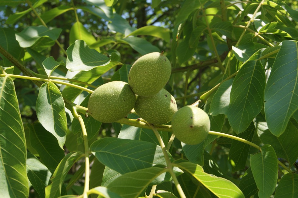 Walnut Franquette with large fruits