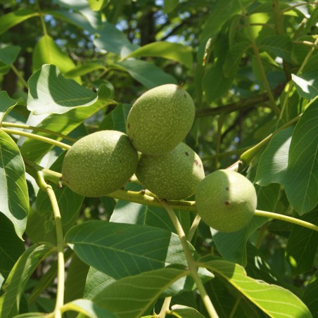 Noyer Franquette à gros fruits