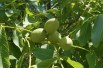 Walnoot Franquette met groot fruit
