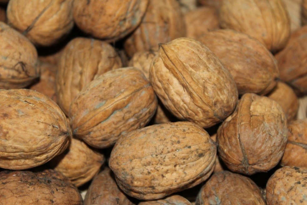 Noyer Franquette à gros fruits