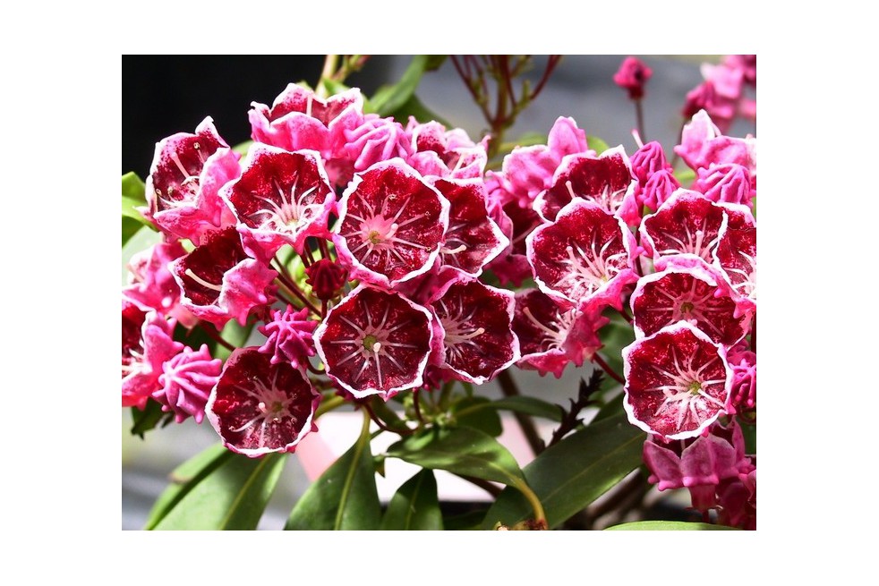 Laurier des montagnes Kaleidoscope