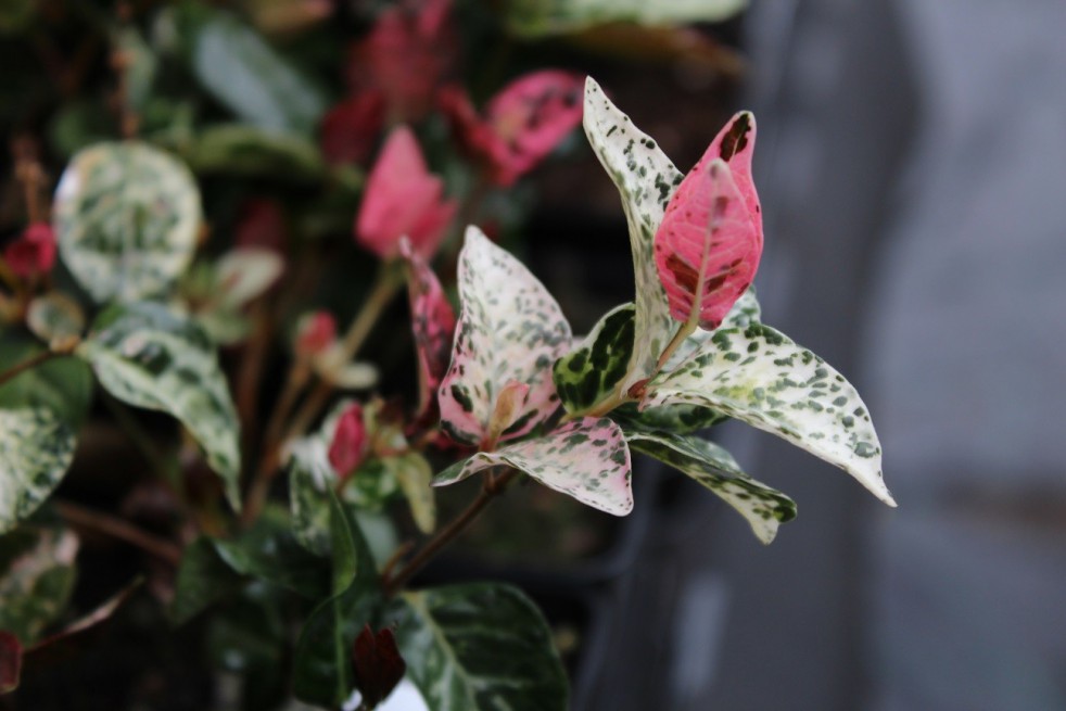 Tricolor Asiatic Jasmine