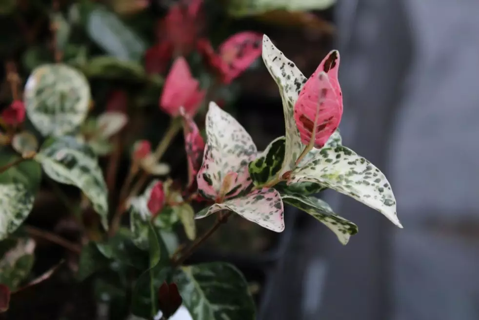 Tricolor Asiatic Jasmine