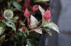 Tricolor Asiatic Jasmine
