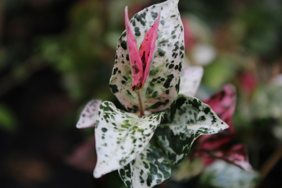 Tricolor Asiatic Jasmine