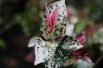 Tricolor Asiatic Jasmine