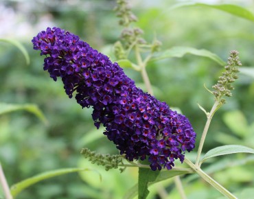 Butterfly-bush, dark purple