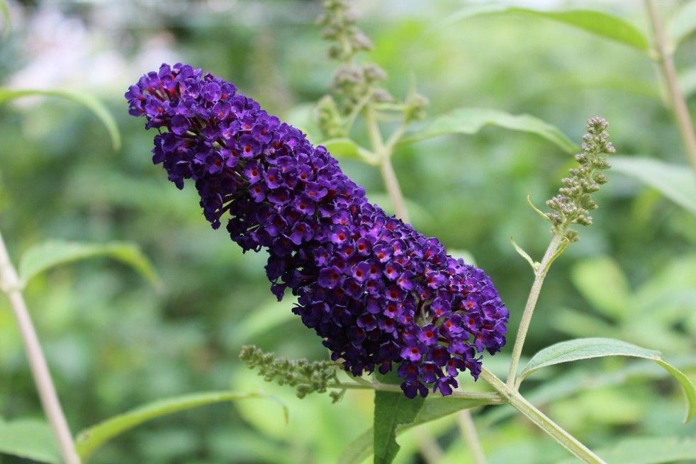 Arbre aux papillons,  violet foncé