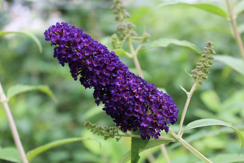 Butterfly-bush, dark purple